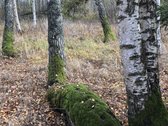 Išskirtinis Sklypas Gamtos Apsuptyje – 5 Km - nuotraukos Nr. 9