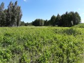 Parduodamas žemės sklypas (dominuoja pušynas) - nuotraukos Nr. 2 | Skelbiu.lt Parduodamas žemės sklypas (dominuoja pušynas) - nuotraukos Nr. 2