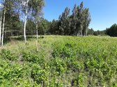 Parduodamas žemės sklypas (dominuoja pušynas) | Skelbiu.lt Parduodamas žemės sklypas (dominuoja pušynas)