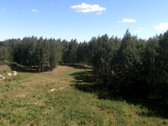 Parduodamas žemės sklypas (dominuoja pušynas) - nuotraukos Nr. 3 | Skelbiu.lt Parduodamas žemės sklypas (dominuoja pušynas) - nuotraukos Nr. 3