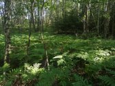 Parduodamas žemės ūkio sklypas 2.3 ha iš jų 1 - nuotraukos Nr. 3 | Skelbiu.lt Parduodamas žemės ūkio sklypas 2.3 ha iš jų 1 - nuotraukos Nr. 3