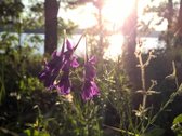 Parduodamas 1 ha namų valdos sklypas su | Skelbiu.lt Parduodamas 1 ha namų valdos sklypas su