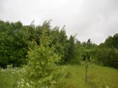 Švenčionių rajone ant Žąsinų ežero kranto - nuotraukos Nr. 5