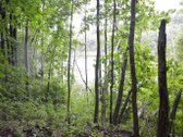 Švenčionių rajone ant Žąsinų ežero kranto - nuotraukos Nr. 11