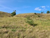 Parduodamas 2,10 ha žemės ūkio paskirties - nuotraukos Nr. 5
