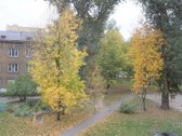Susukome puikų šeimos lizdą ir, pagausėjus - nuotraukos Nr. 16