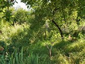 Parduodamas 3,8 a. sklypas Žaliakalnyje šalia - nuotraukos Nr. 3