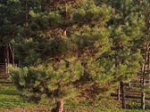Parduodami namų valdos sklypai prie Trakų, - nuotraukos Nr. 2