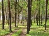 Bendra gyvenvietės teritorija - virš 12 ha ! - nuotraukos Nr. 15